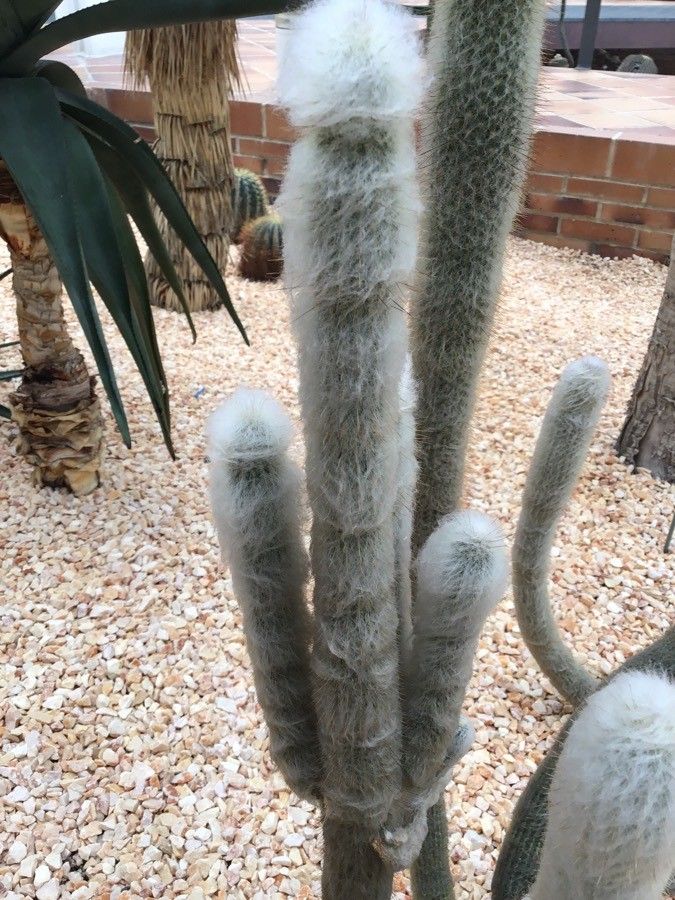 Espostoopsis dybowskii — houseplant care guide