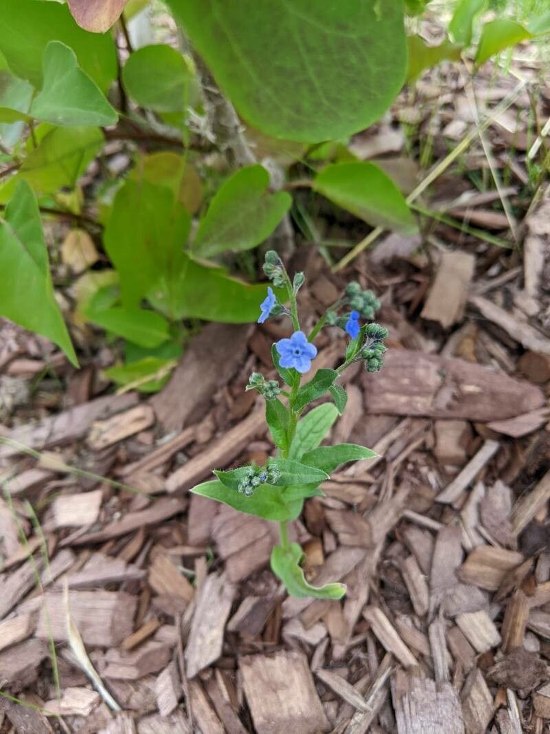 Hackelia velutina flower