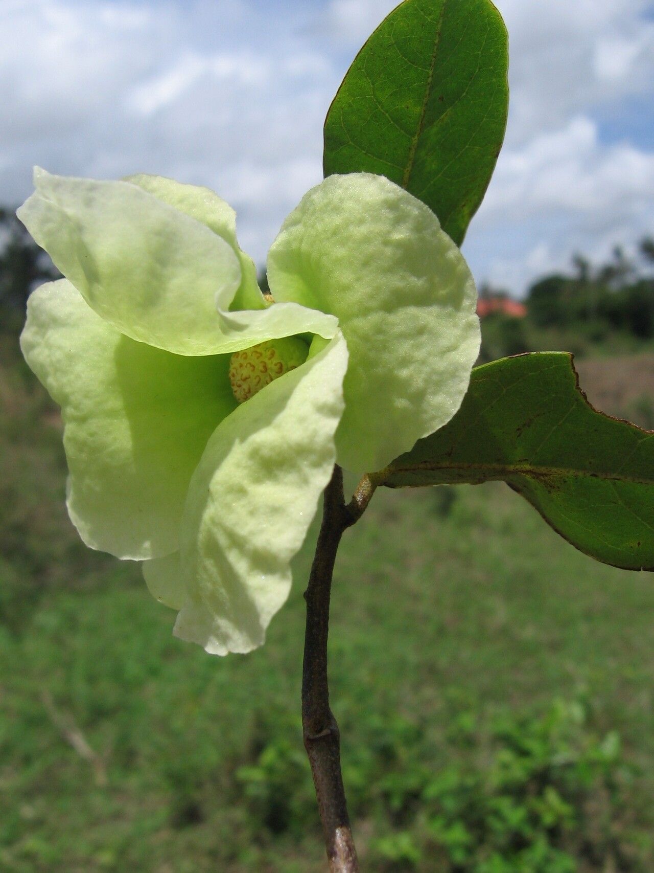 Uvaria kirkii flower