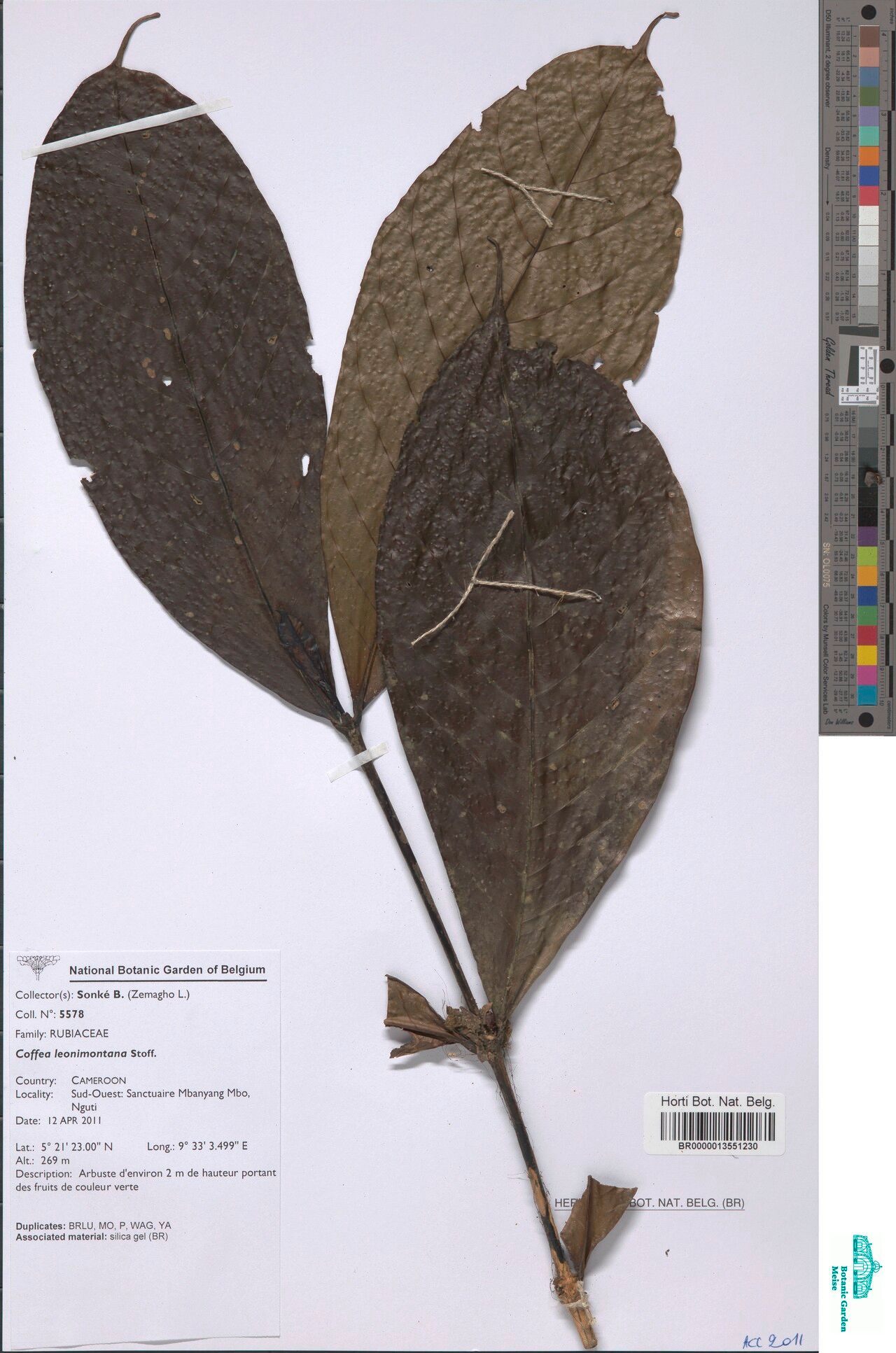 Coffea leonimontana — search result for 'Coffea'