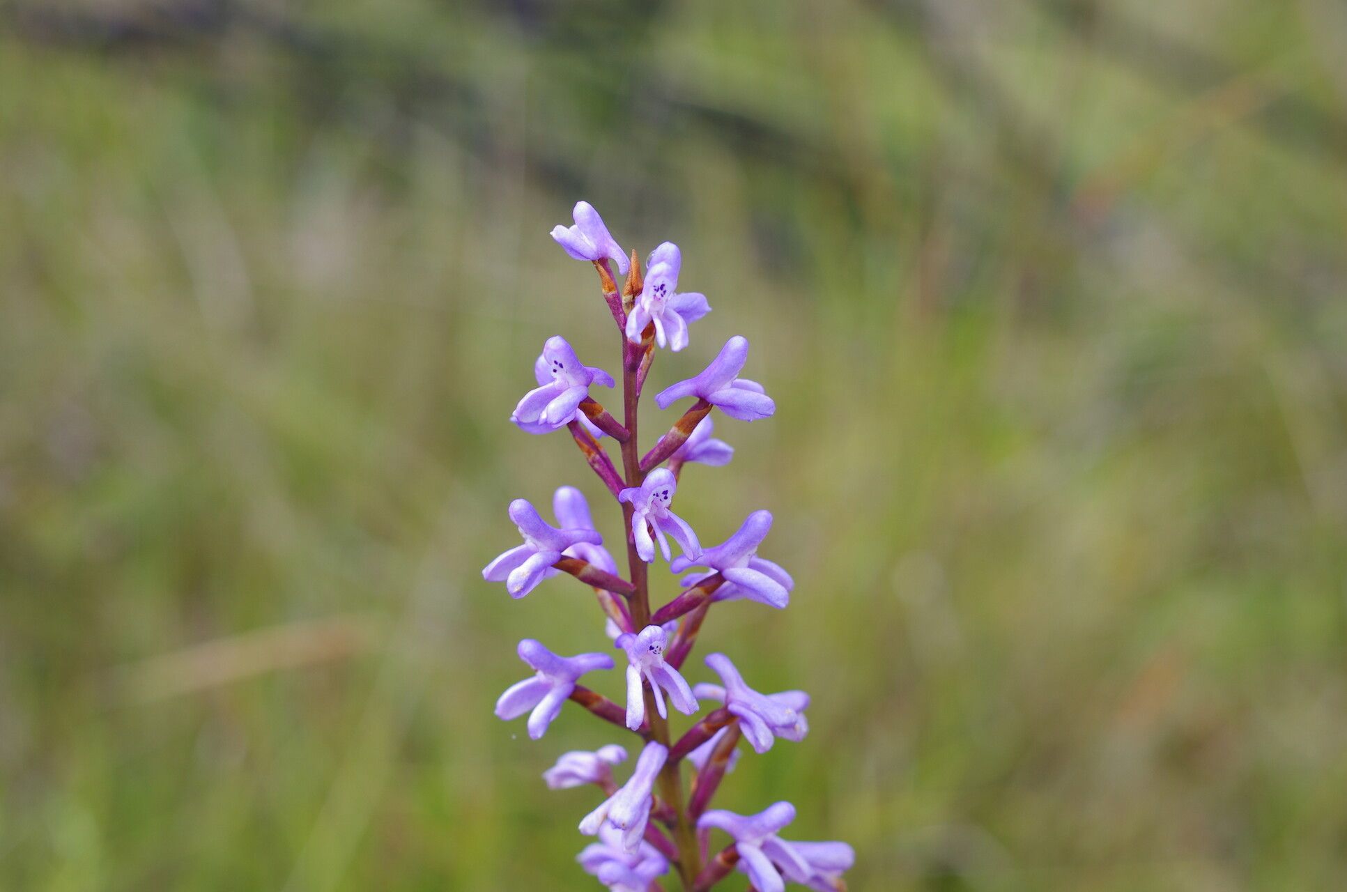 Disa buchenaviana — houseplant care guide