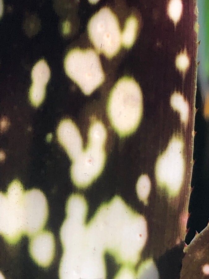 Billbergia vittata — search result for 'Billbergia'