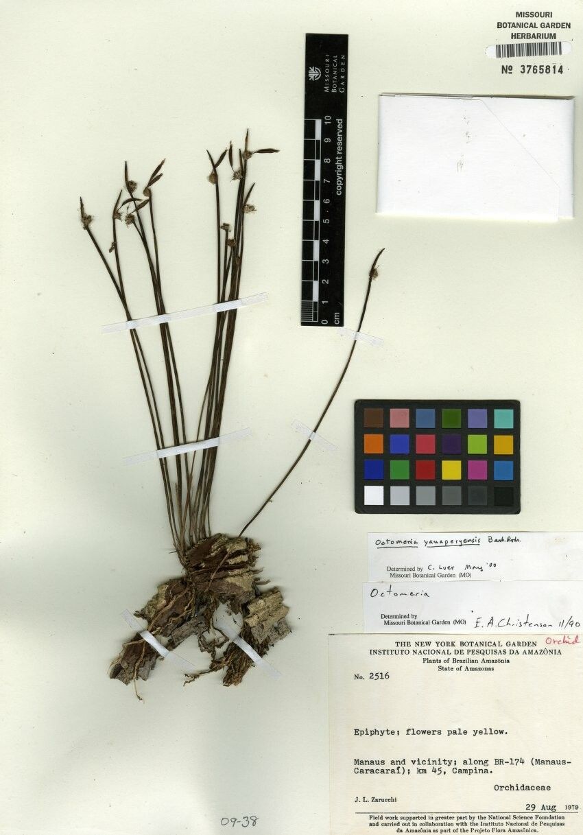 Octomeria yauaperyensis — houseplant care guide