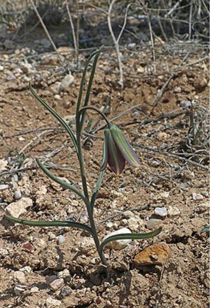 Fritillaria fleischeriana flower