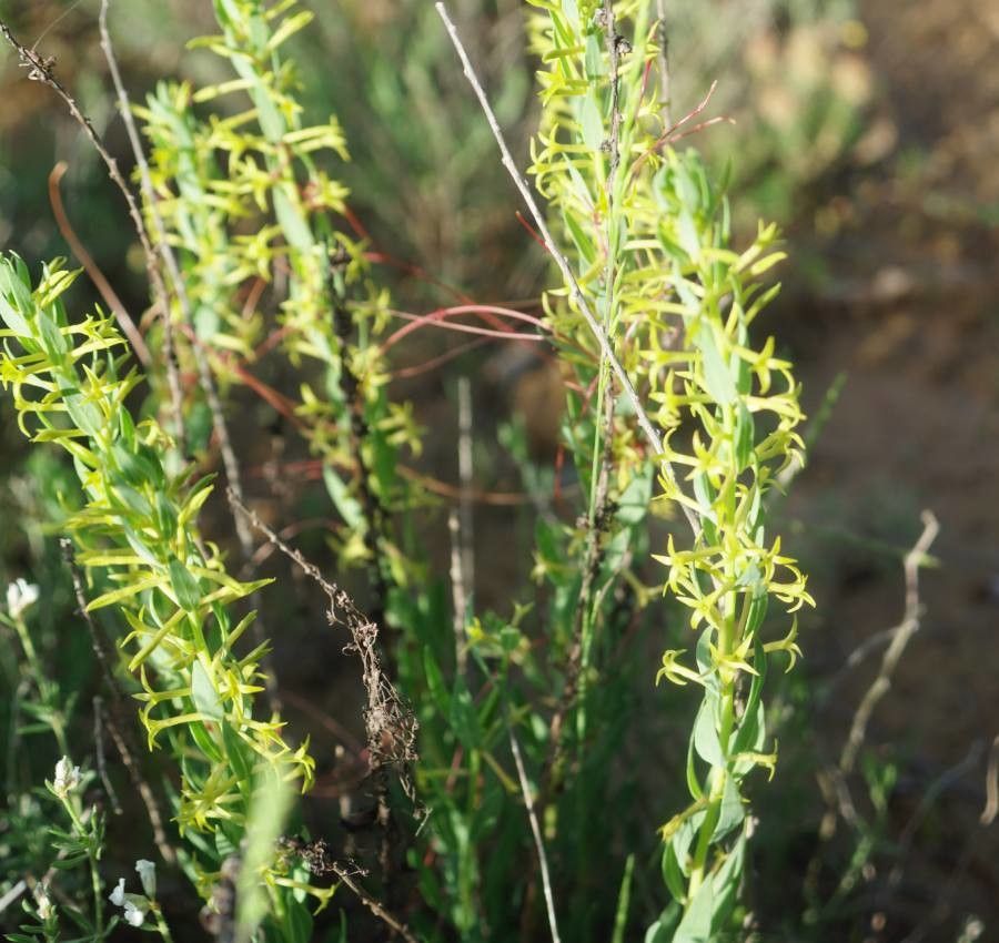 Thymelaea sanamunda flower