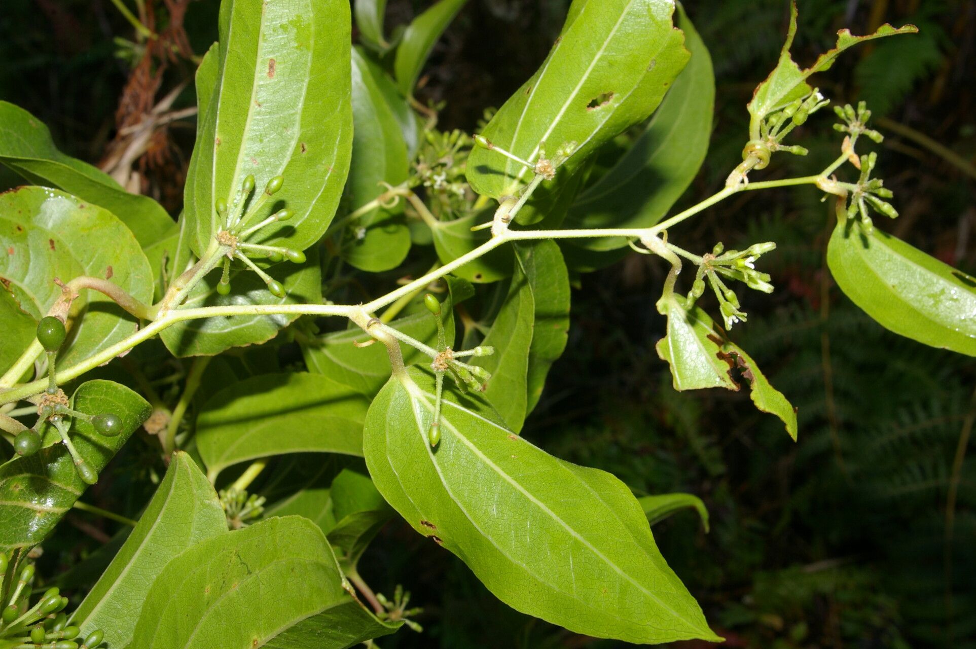 Smilax subpubescens leaf