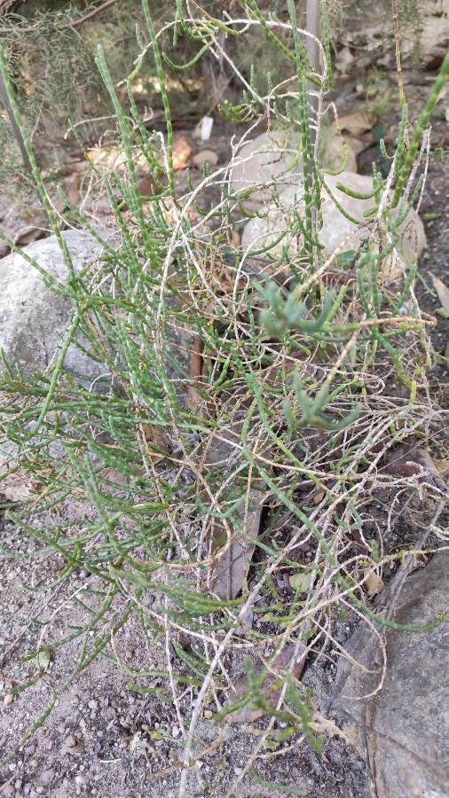 Haloxylon salicornicum habit