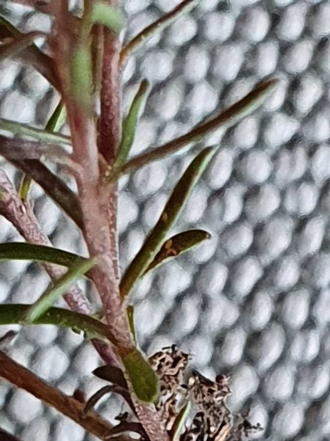 Wahlenbergia capillacea leaf