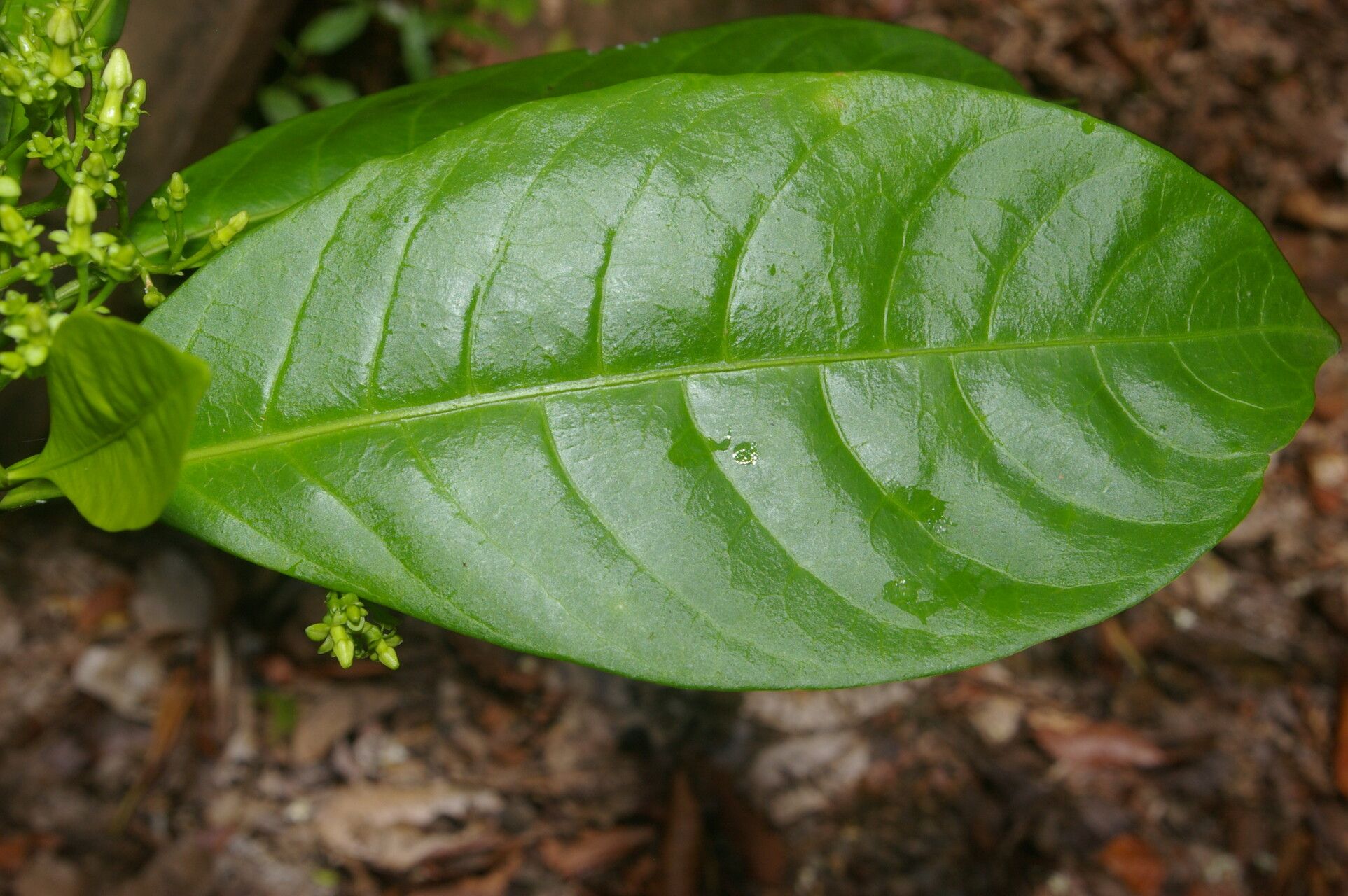 Peschiera arborea — search result for 'Tabernaemontana'