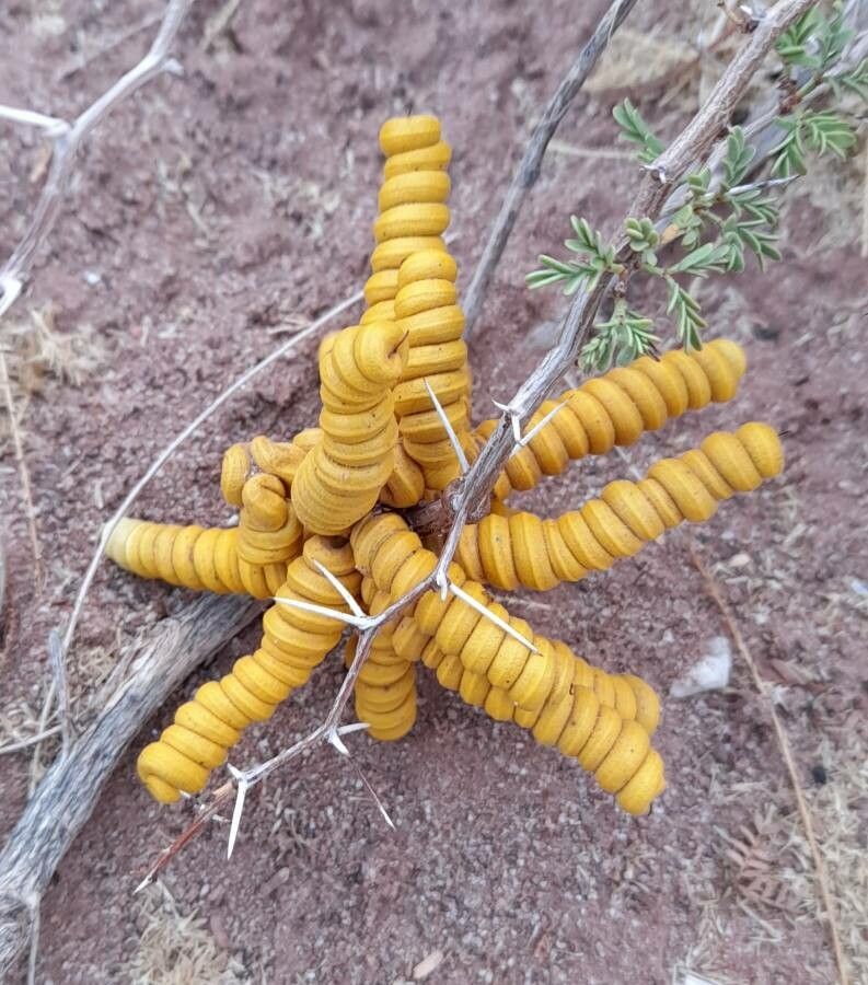 Prosopis strombulifera fruit