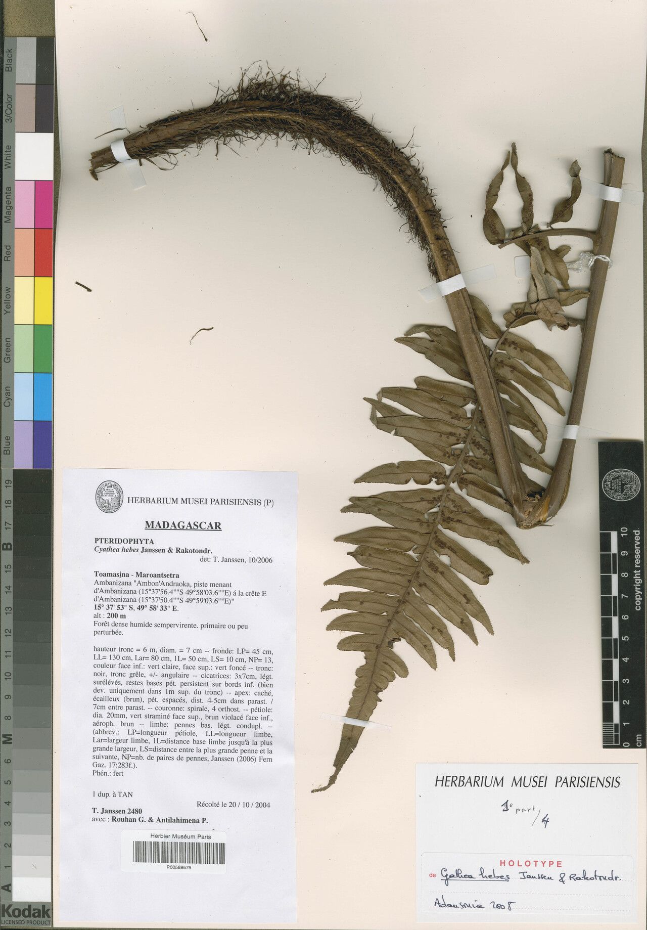 Alsophila hebes — houseplant care guide