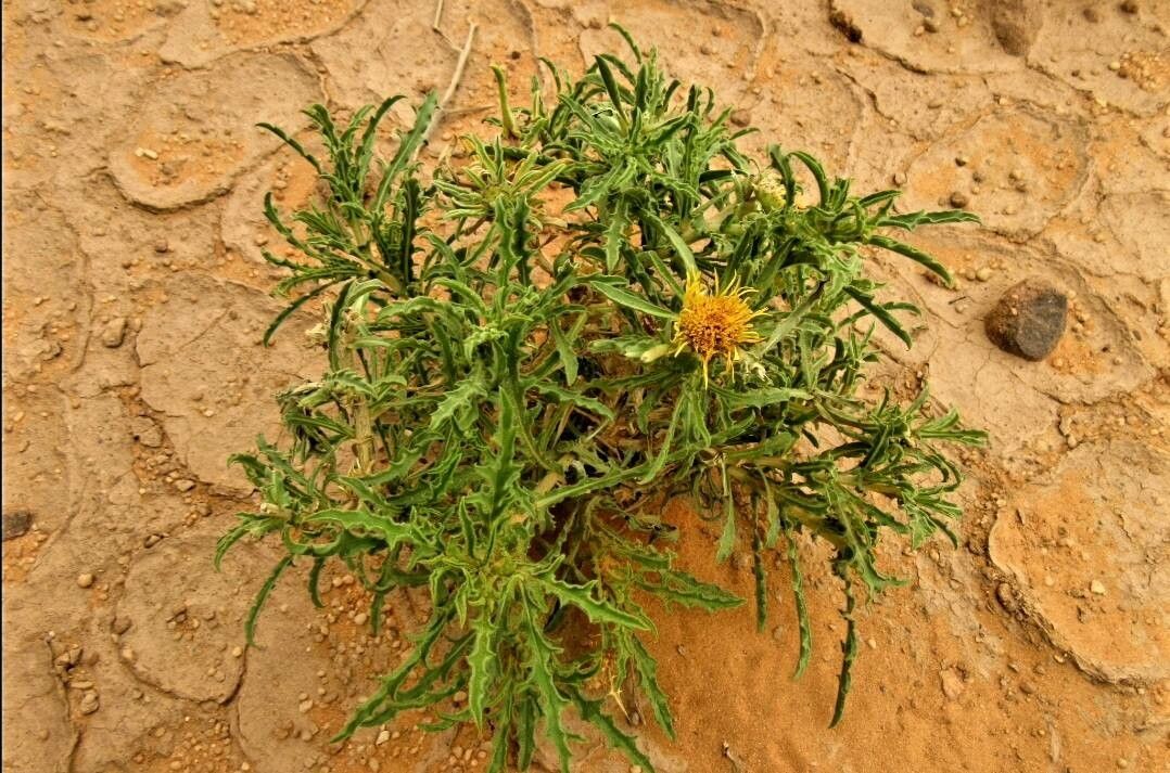 Asteriscus graveolens habit