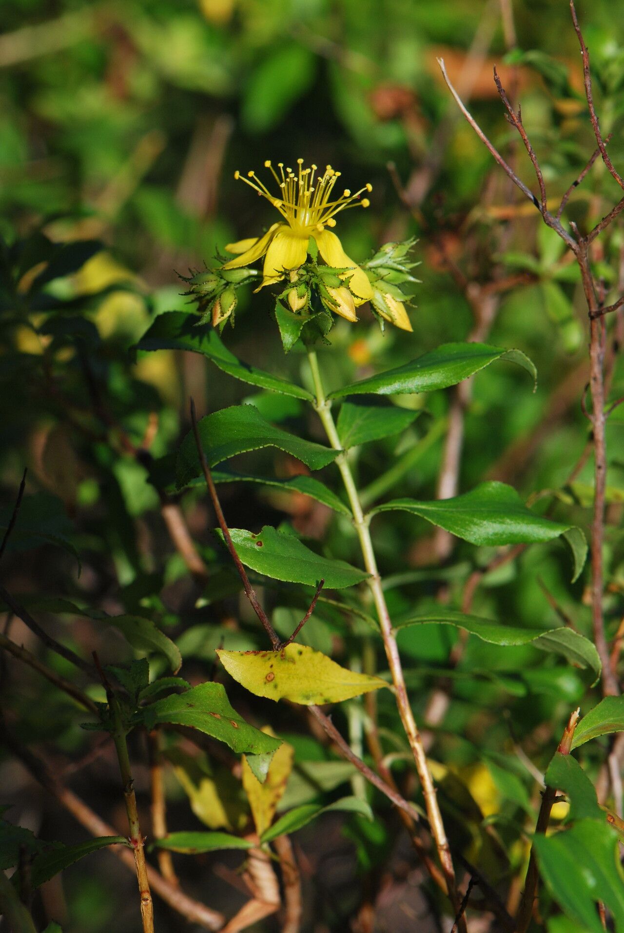 Hypericum glandulosum habit