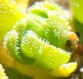 Cerastium crassipes leaf