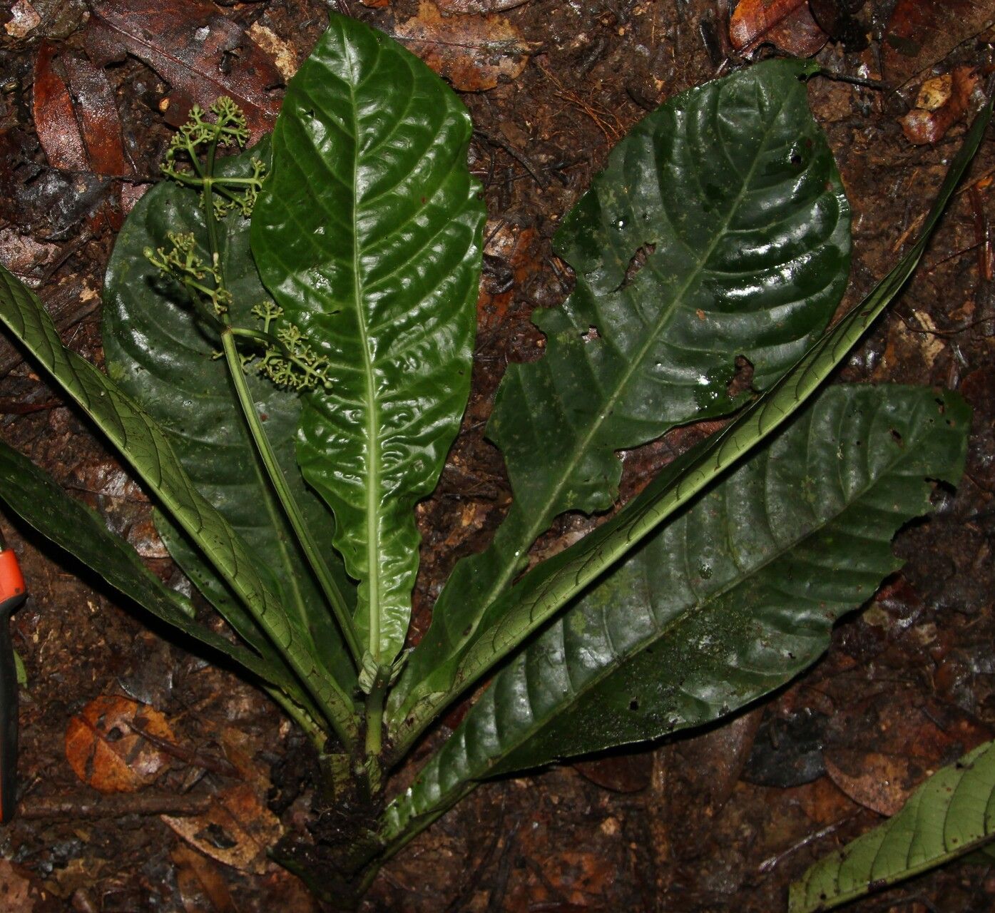 Psychotria foliosa habit