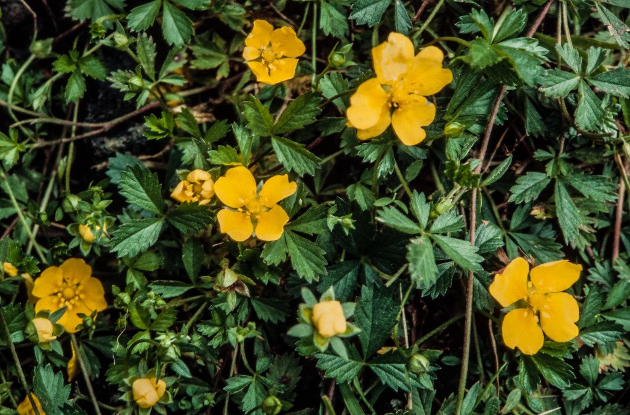 Potentilla anglica flower