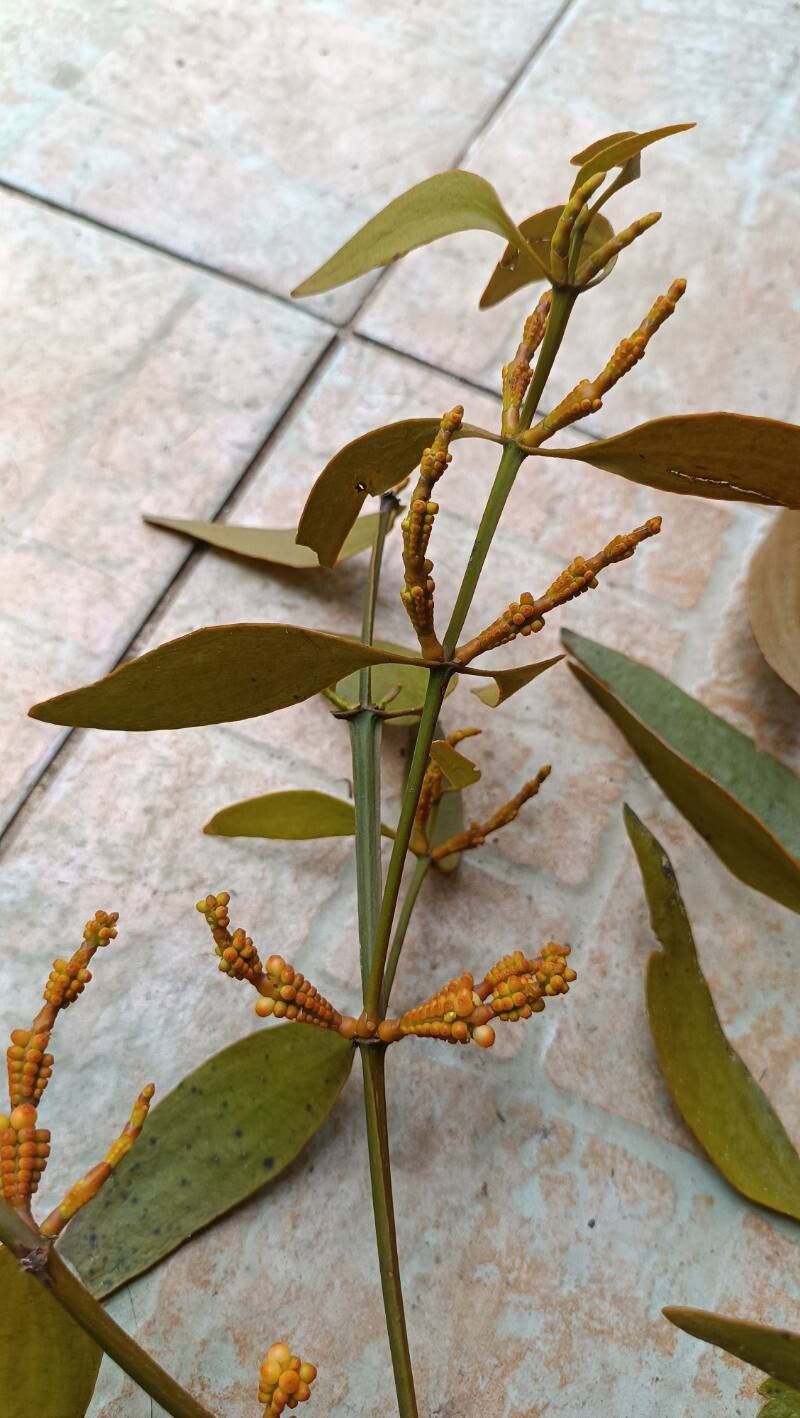 Phoradendron nervosum — houseplant care guide