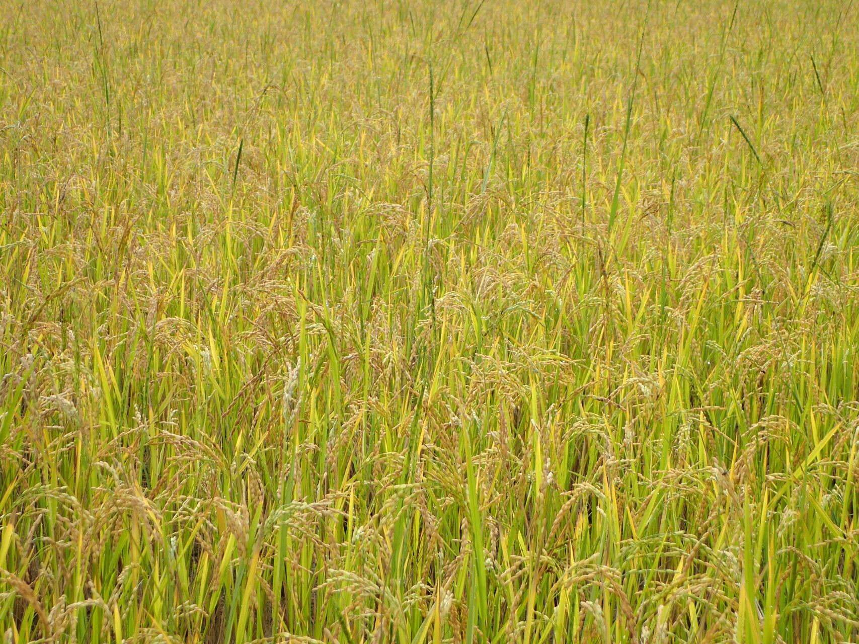 Sacciolepis africana habit