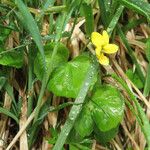Viola Biflora