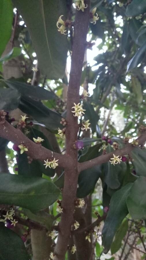 Pleiomeris canariensis flower