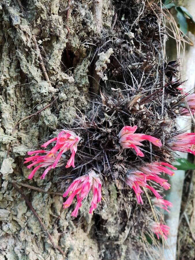 Pitcairnia heterophylla — search result for 'Ecuador'