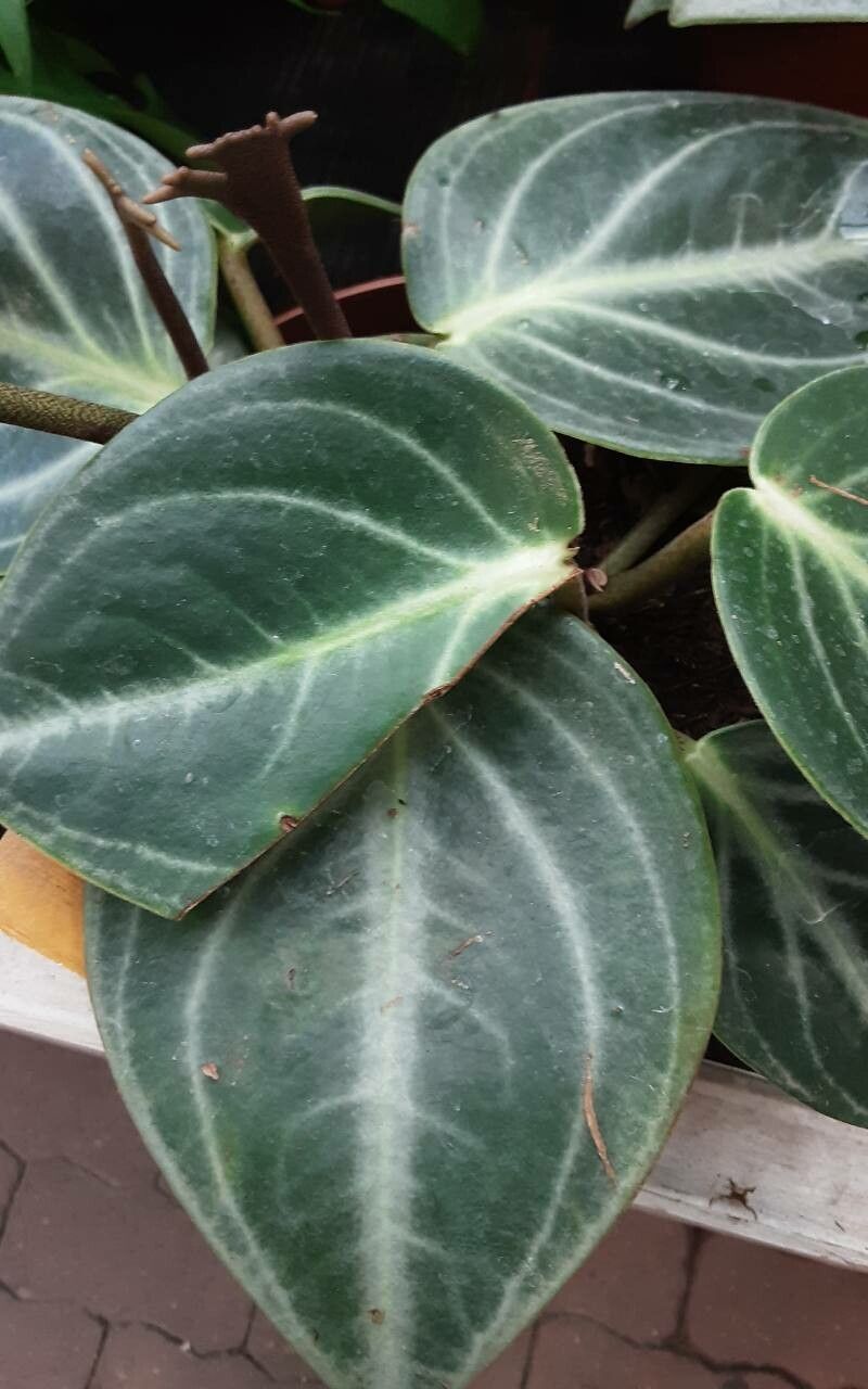Peperomia pseudovariegata leaf