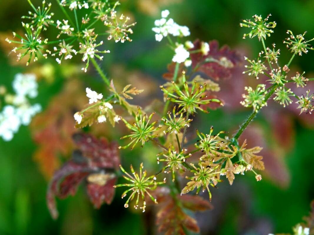 Chaerophyllum temulum leaf