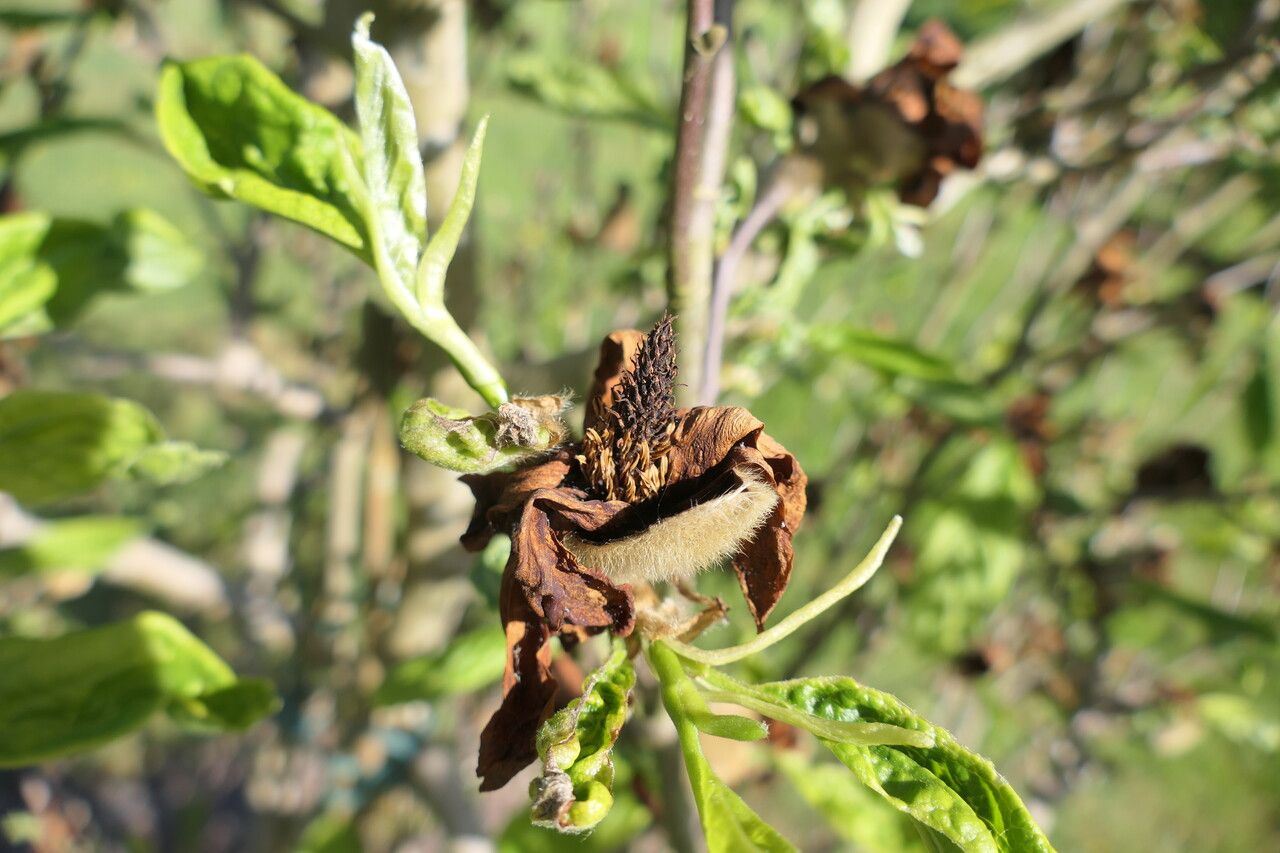 Magnolia zenii flower