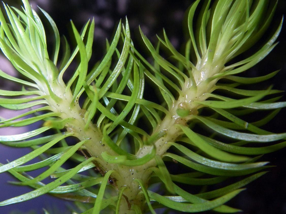 Phlegmariurus dichotomus bark