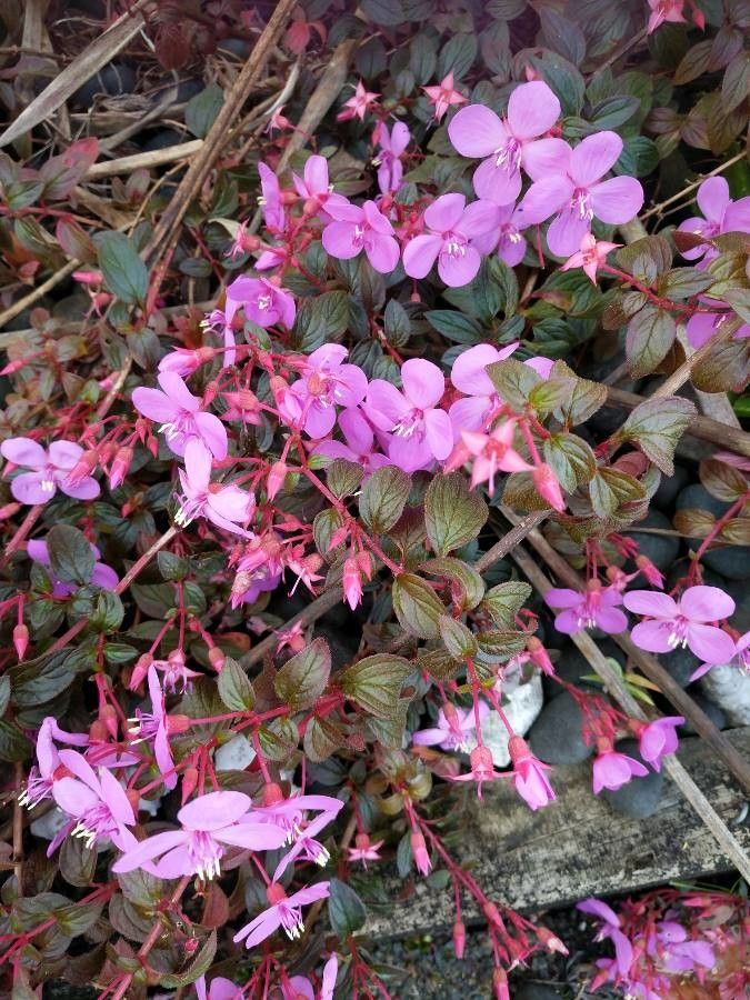 Centradenia inaequilateralis — search result for 'Ecuador'