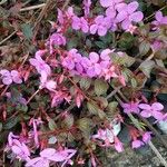 Centradenia inaequilateralis