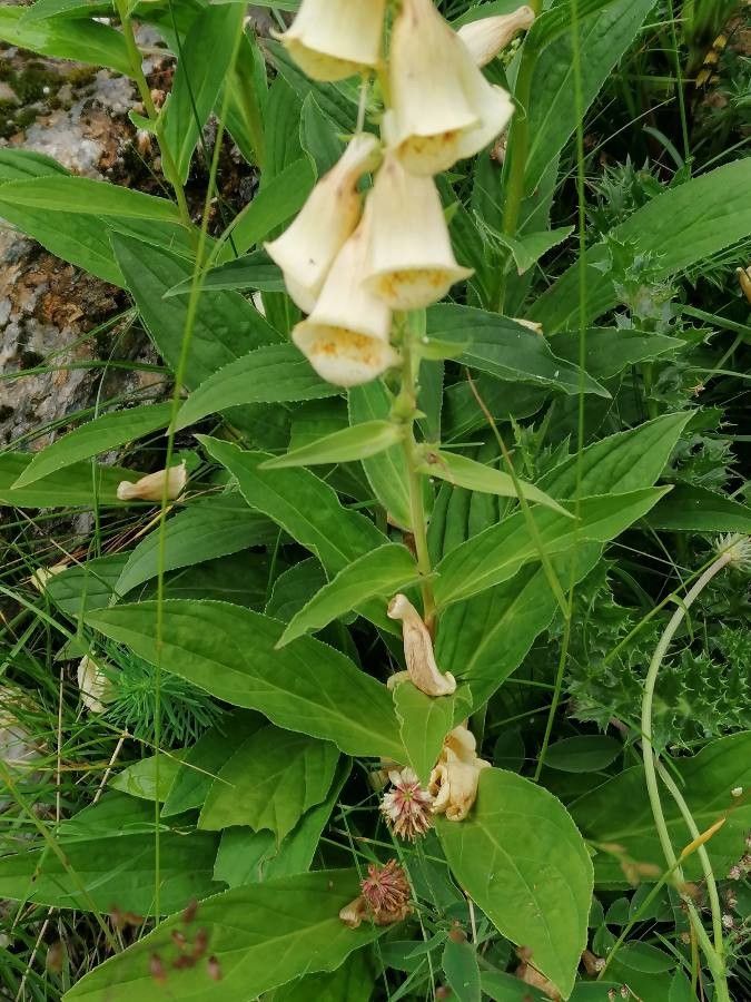 Digitalis grandiflora leaf