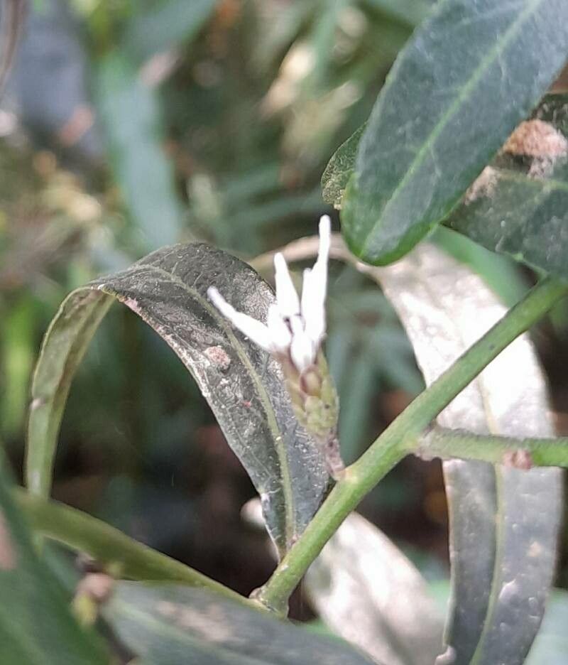 Lepidaploa balansae flower