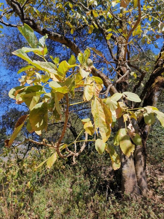 Erythrina brucei leaf