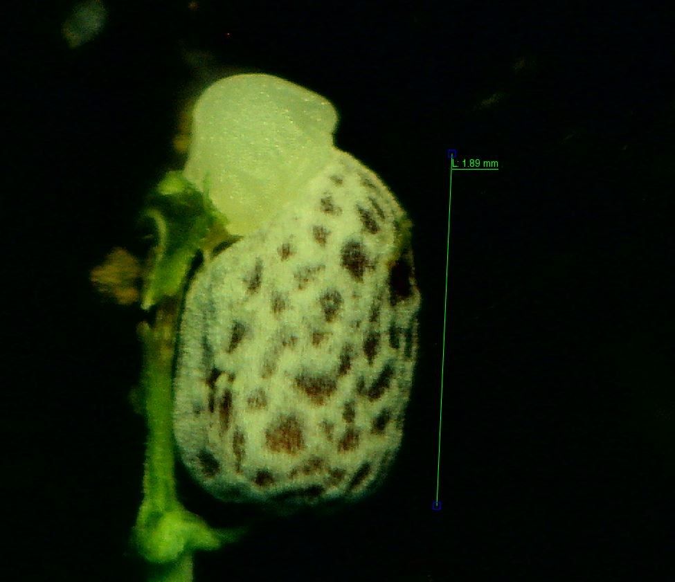 Euphorbia portlandica fruit