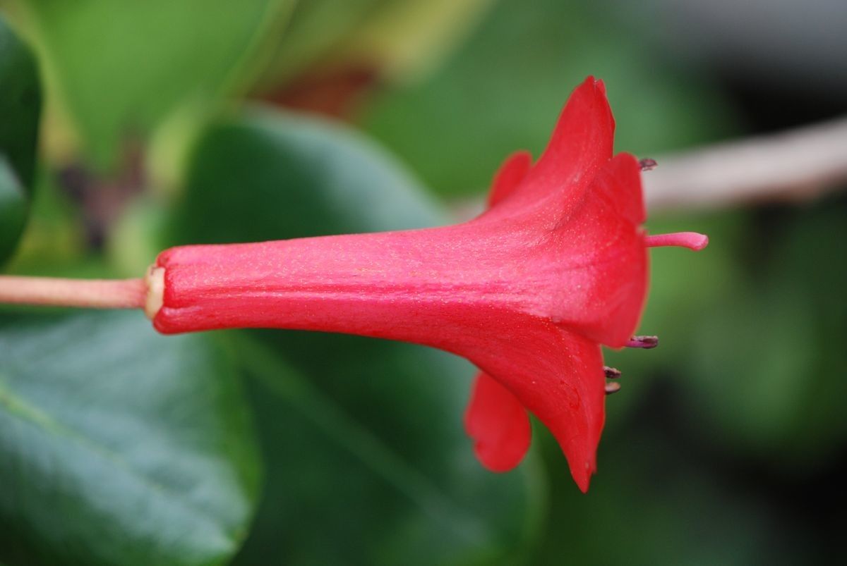 Rhododendron blackii flower