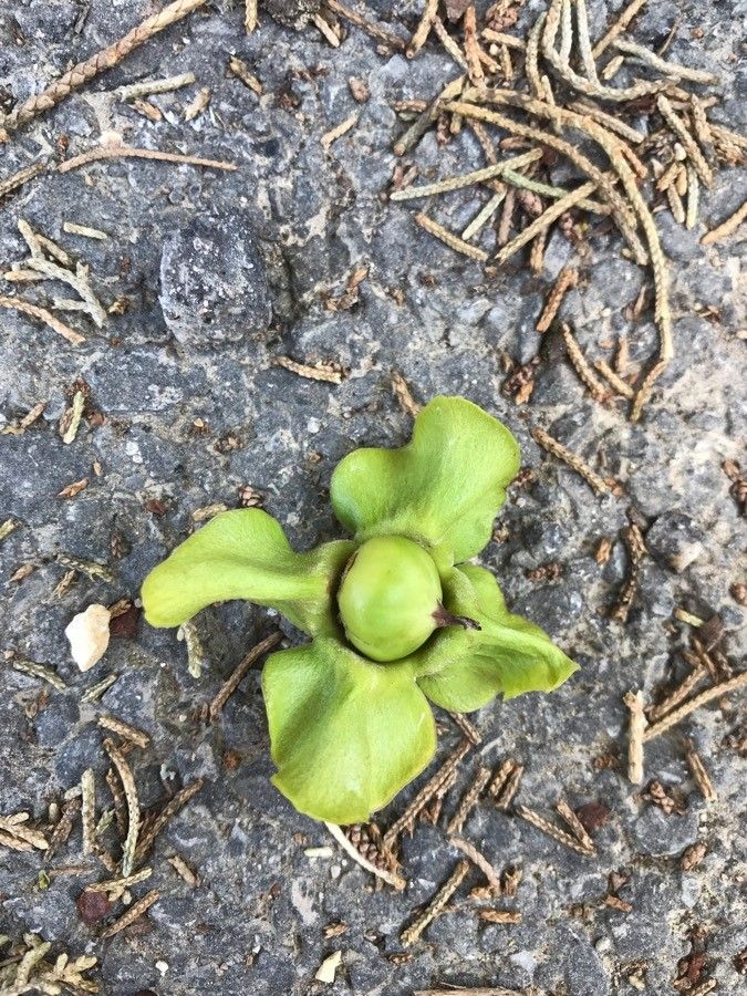 Pinguicula grandiflora fruit