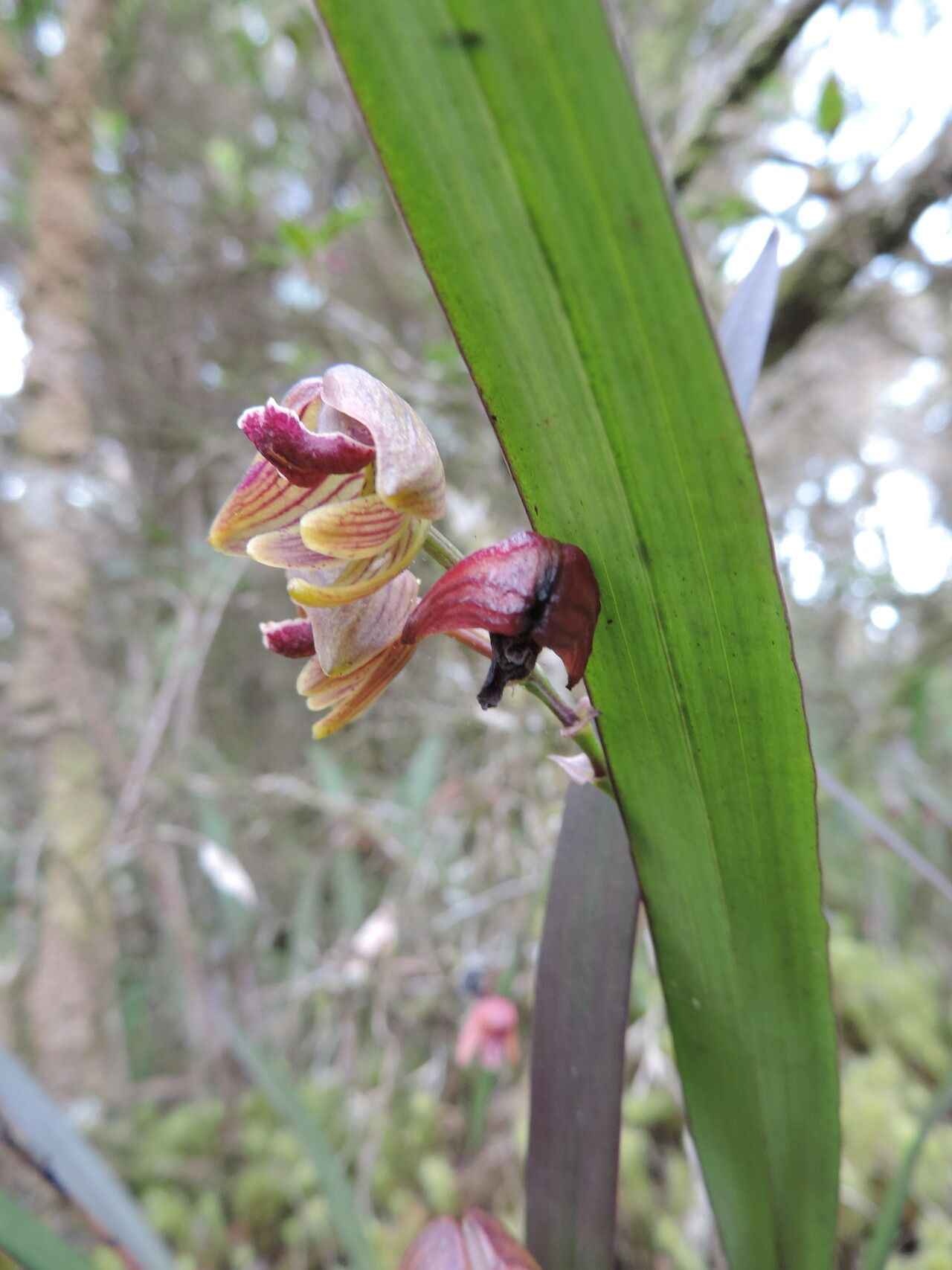 Polystachya leonardiana flower