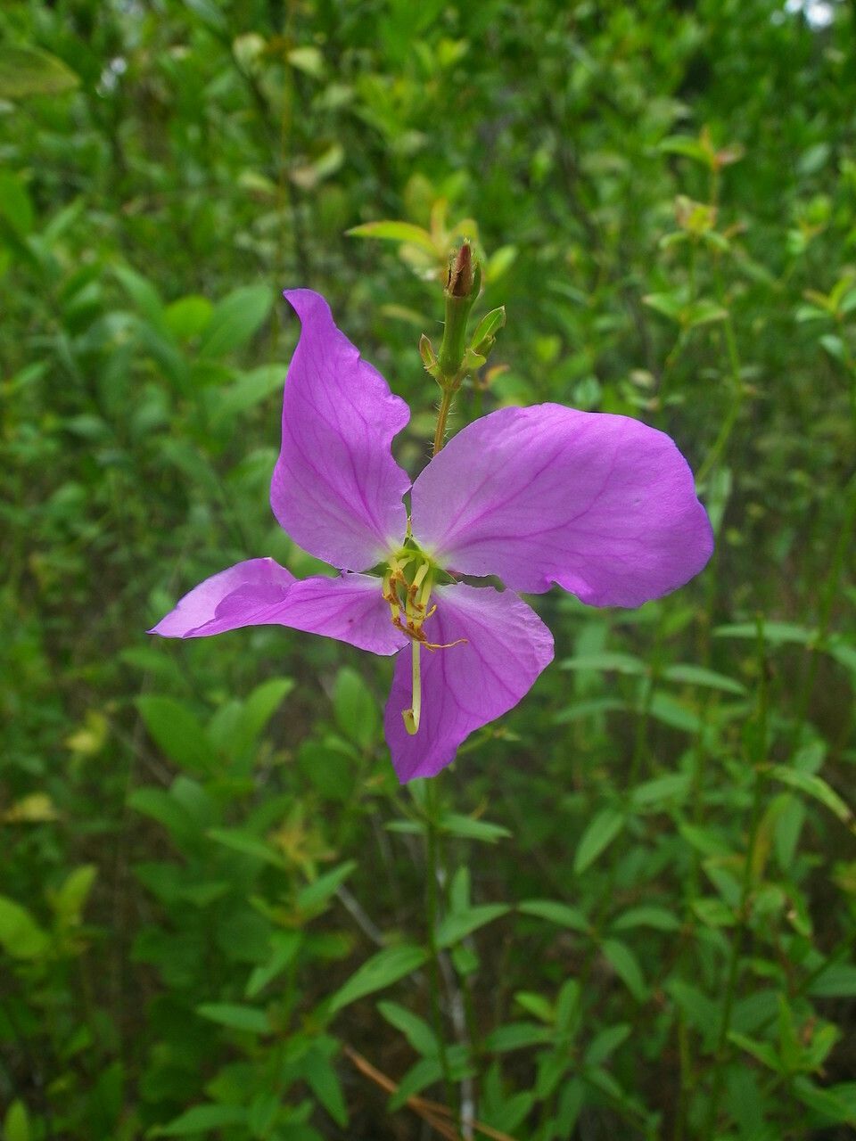 Rhexia cubensis flower