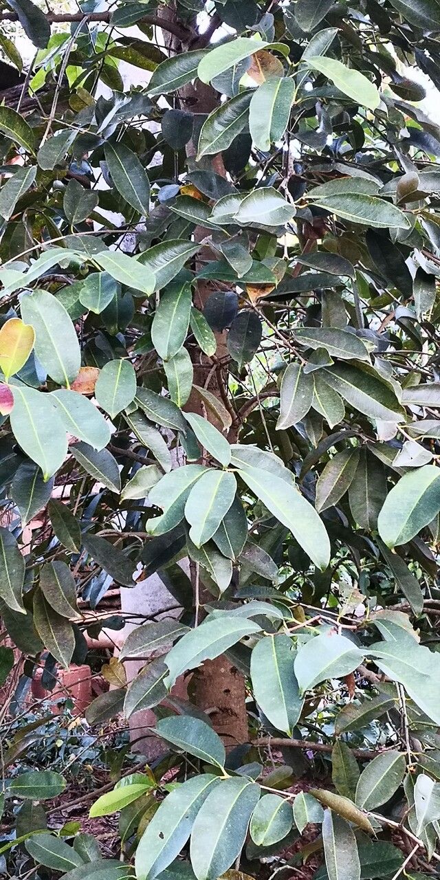 Turpinia cochinchinensis — related species from the same genus