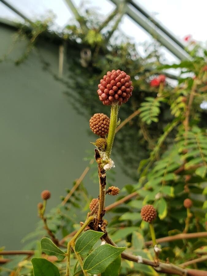 Calliandra haematocephala fruit