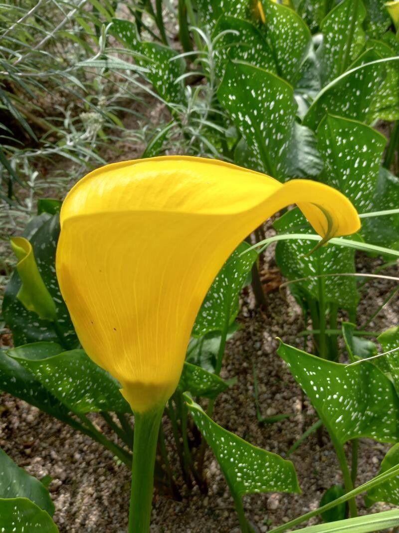 Zantedeschia jucunda flower