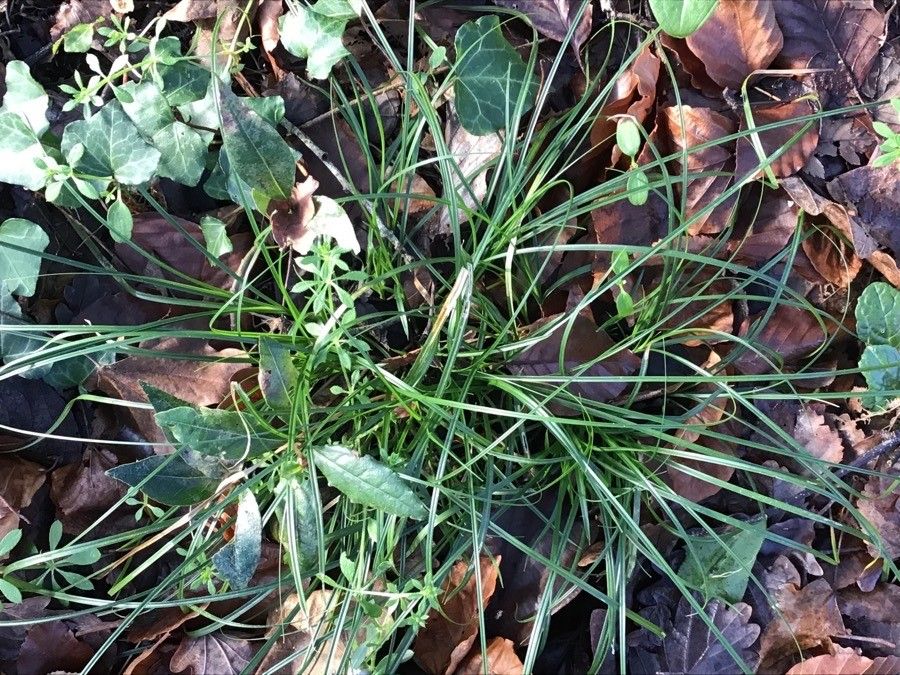 Hordelymus europaeus — search result for 'Sweden'