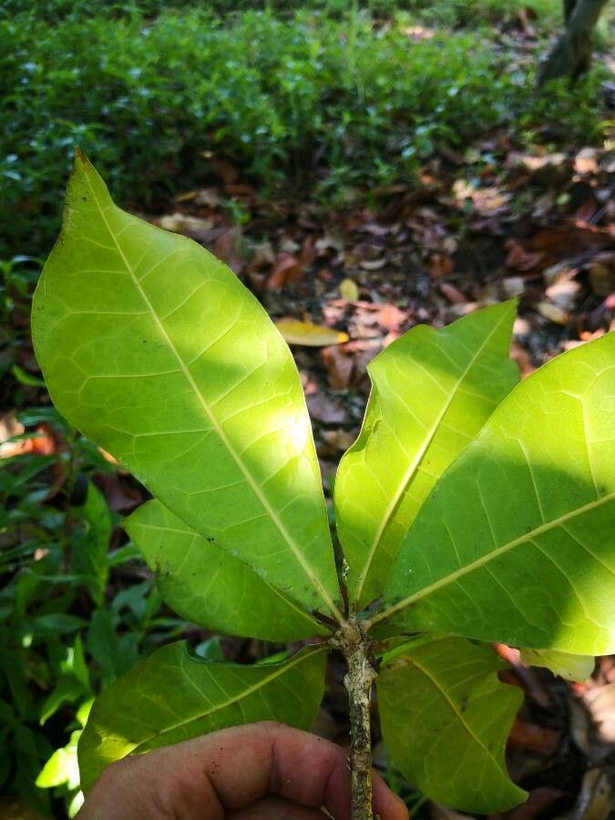 Amphitecna latifolia leaf