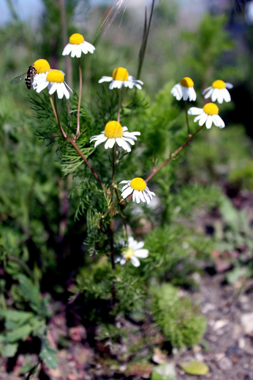 Matricaria recutita habit