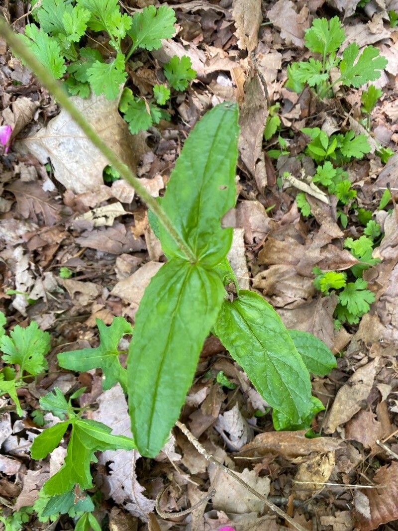 Penstemon canescens — search result for 'Penstemon'