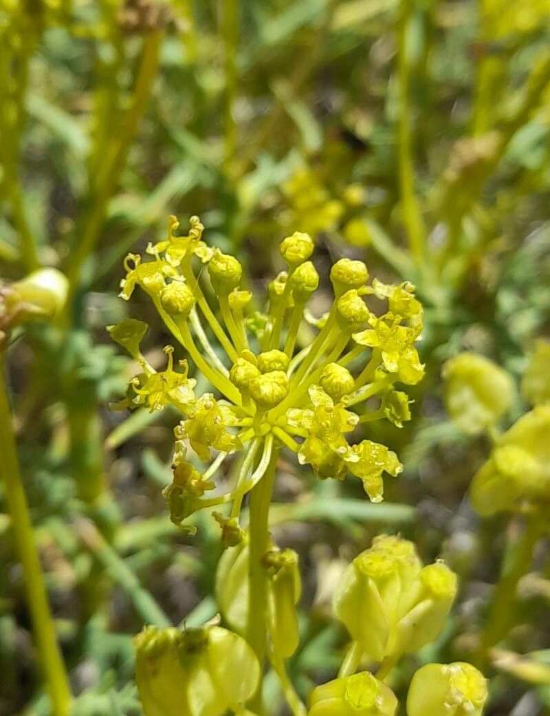 Azorella prolifera flower