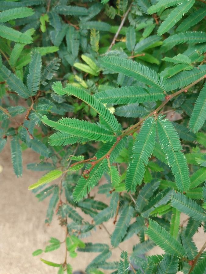 Calliandra eriophylla — search result for 'Southwestern United States'