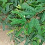 Calliandra eriophylla