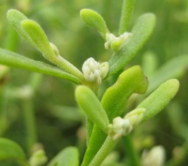 Alternanthera filifolia flower